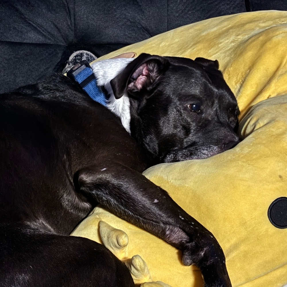 Meet your Posher, Bridget